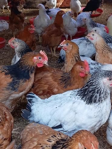 cins pişik: Toyuq, Damazlıq — 3