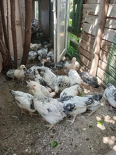 bildircin cucələri: Serebris çolpalari 2 ayliq — 8