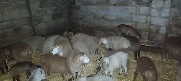 qurbanliq qoyun sekilleri: Quzu satılır — 1