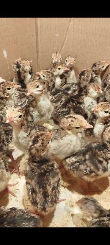 bala kirpi: Amerikan bronz hind quşu balaları satılır!!! Hər həftə çıxışımız var — 5