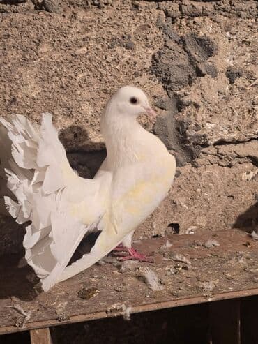 goyercin satışı: Ağ rəngli fantail göyərçin - Növ: Fantail (yelpik quyruqlu dekorativ — 4