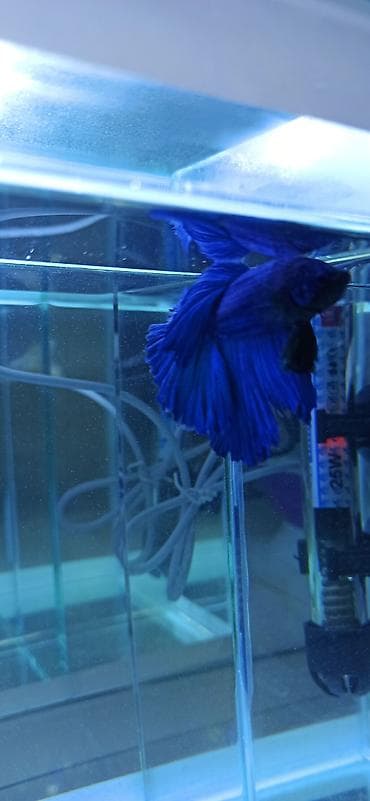 gence akvarium: Betta (Petuşok balığı), Ünvandan götürmə — 9