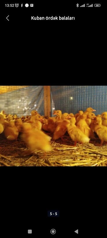 cuce qefesi: Ördək cücələri, Ətlik, Ünvandan götürmə, Pulsuz çatdırılma, Ödənişli çatdırılma — 5