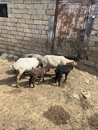 Qoyun və quzular dəsti Ana bala 2si erkəydi 1dişi quzunun - Növlər — 3