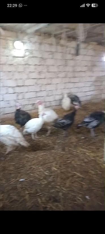 dişi keci: Dişi, Damazlıq — 3