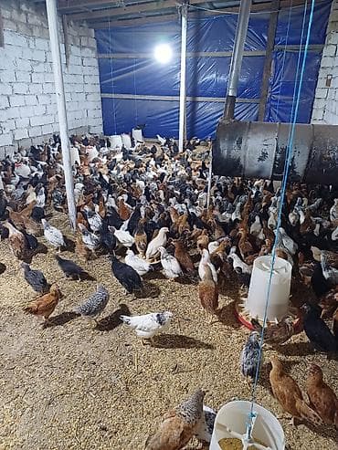 Digər qida məhsulları: Kənd toyuğu Chicken Bütöv — 3