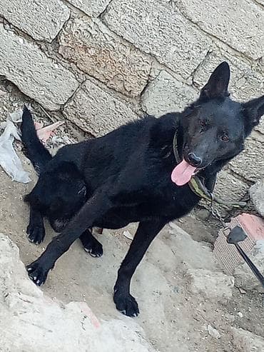 Qara rəngli it – güclü mühafizə instinkti ilə - Cinsə bənzər görünüş