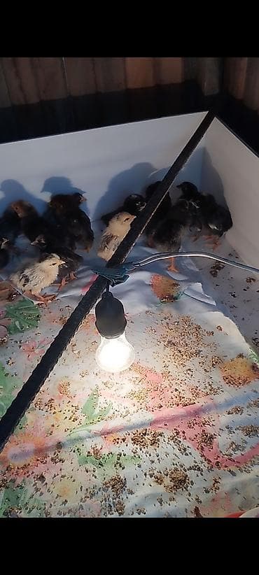 serebrist cücə: Toyuq cücələri, Ətlik — 1