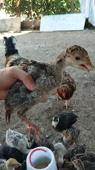 Heyvanlar: Hinduşka cücələri, Damazlıq, Ünvandan götürmə — 3