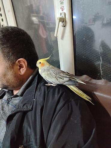 ev quşları: Mezahir satisda 70 aznMəhsul: Kakadu nimfa (Cockatiel) quşları – sarı — 3