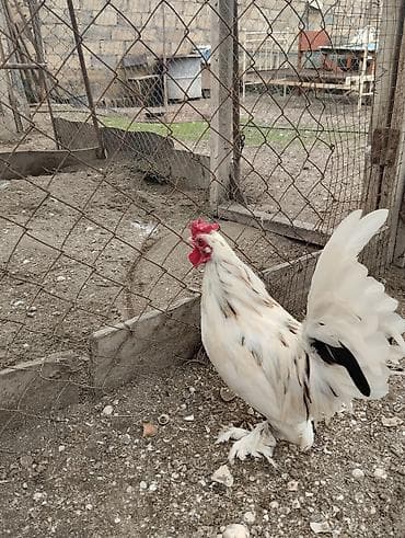 xoruz barter: Xoruz, Yapon, il: 1 — 7