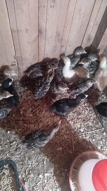 cüce: Hinduşka cücələri, Ətlik — 1