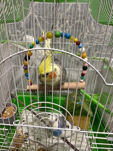 simental inekler satilir: Salam qefesle bir yerde sekildeki quşları satıram.Tam sağlam — 2