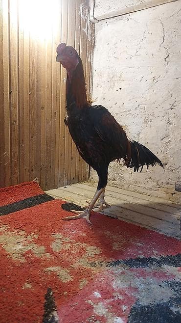 С/х животные и товары: Razılaşma yolu ilə — 8