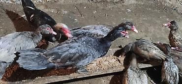 ördək bala: - Növ: Lal ördək, amerikan sortu - Rənglər: tünd, ağ və qəhvəyi — 10