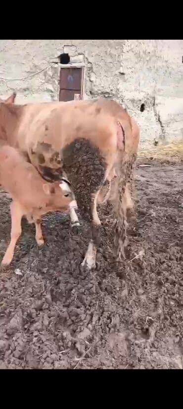balali inək: 1 ci balasidi 10 südü var bala disidi 3800 azn — 3