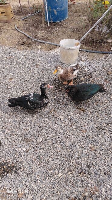 ördək balası satışı: Məhsul: Ördəklər (3 ədəd) Təsvir: - 2 ədəd muskovi (hind) ördək – — 3