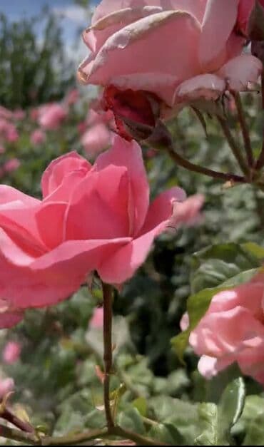 qapi dekoru: Saqı Gülçülük – Tərtərin ən gözəl gülləri Bir gül təkcə ətriylə deyil — 2