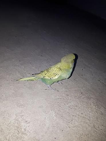 YEME TEZE DUSUBLER saqlam aktiv quslardi Rəng xüsusiyyətləri: açıq