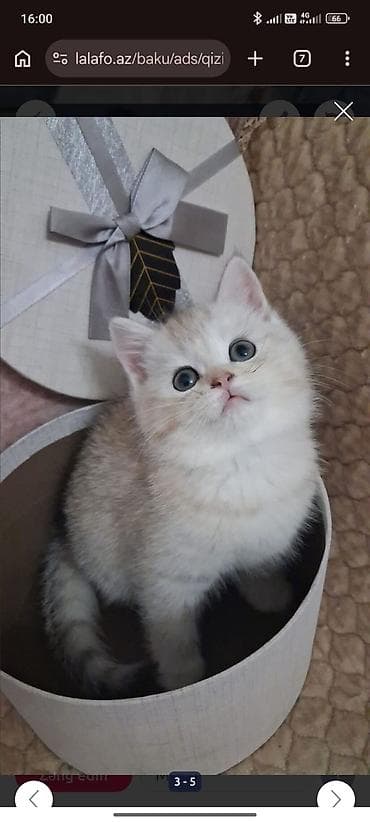 Qızıl şinşilla, Dişi, Yaxşı əllərə, Ünvandan götürmə, Ödənişli çatdırılma lalafo.az -da Qızıl şinşilla, Dişi, Yaxşı əllərə, Ünvandan götürmə, Ödənişli çatdırılma