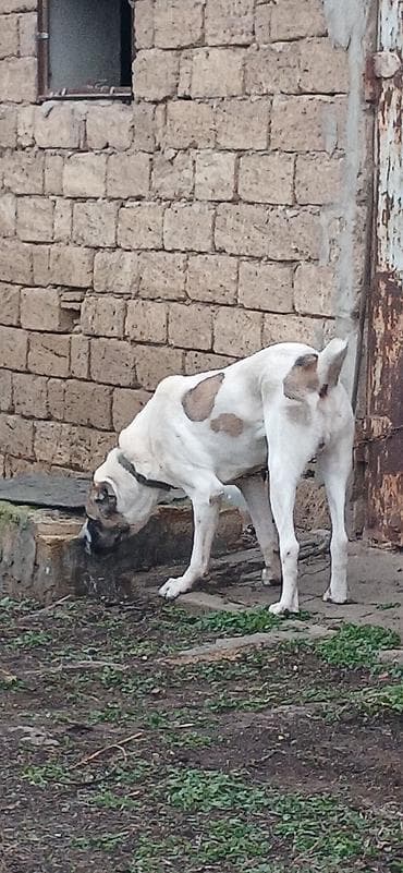 alabay iti satisi: Qurdbasar, 1 il, Erkek, Peyvəndli, Ödənişli çatdırılma — 4