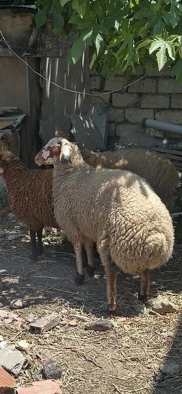 cin bildircin: Qoyunlar, qoçlar — 1