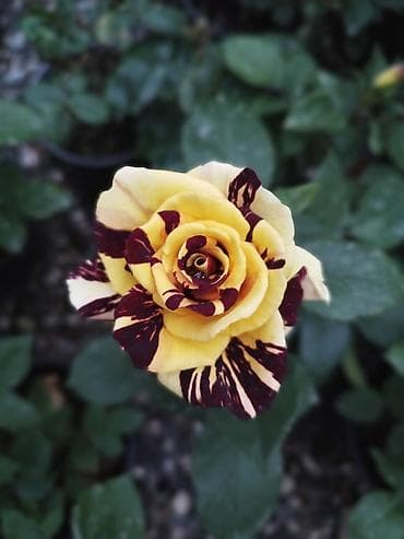 Digər bitkilər: Salam gülər dipcekde satılır nömrədə whatsapp var — 3