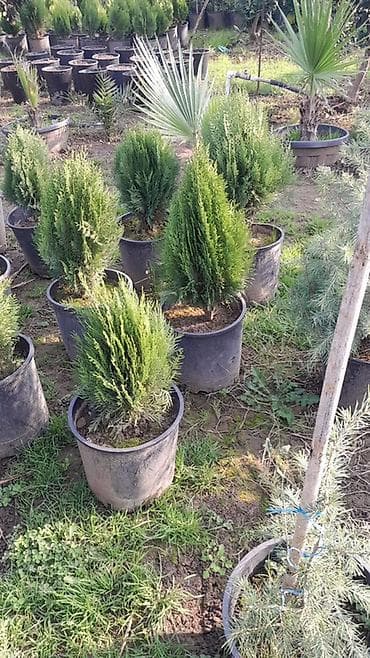 ağ kala: Limon şam ağacı– dekorativ iynəyarpaqlı Lelandra Sekas Finik Tuya — 10