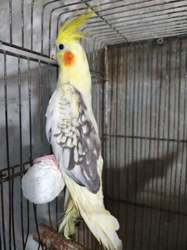 Gəmiricilər: Salam. ENDİRİMLƏR🦜🐦 DANIŞAN VƏ DANIŞMAGA HAZİR OLAN QUŞLAR — 3