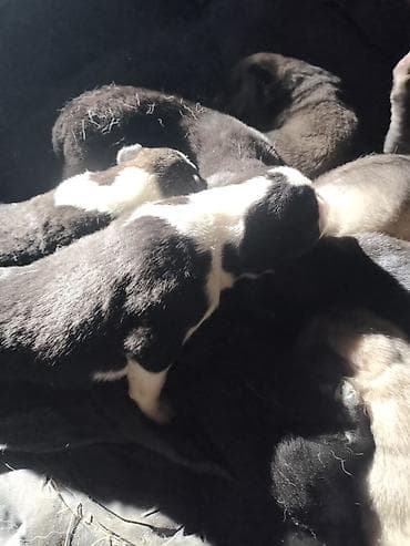 tap.az itlerin satisi: Alman çoban iti — 2