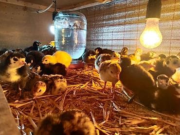 hind çayı: Hinduşka və toyuq balaları – müxtəlif rəng və cinslər - Brooder — 2