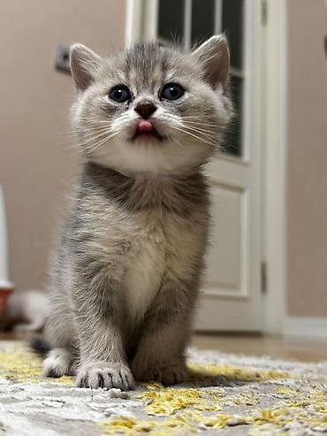 barter heyvanlar: Erkək, Dişi, Yaxşı əllərə, Ünvandan götürmə, Pulsuz çatdırılma, Ödənişli çatdırılma — 3