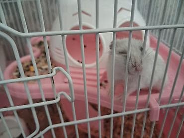 hamster evi: Hamster və qəfəs dəsti Məhsulun təsviri: - Nəfəsalan metallı — 2