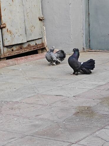 передержка собак баку: Cüt pavlinlər — 6