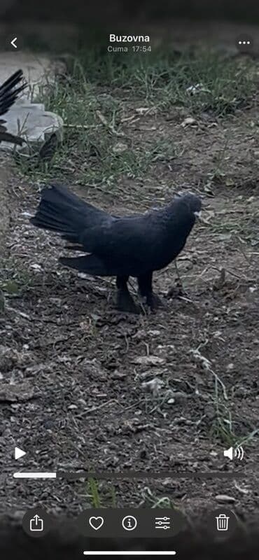 etibarli əllərə verilir: Tutulmadı. Damların arasıynan day yox quşlarımnan yuxarıdan tutulub — 3