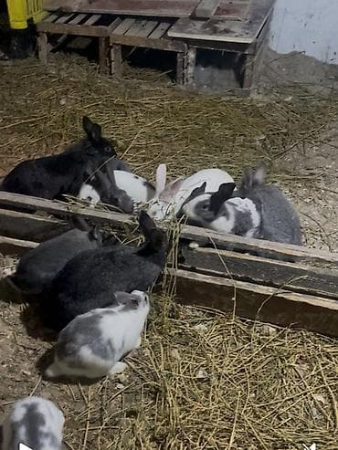 Pişiklər: Ev dovşanları – müxtəlif rənglər və ölçülər - Şəkildə bir neçə ev — 1