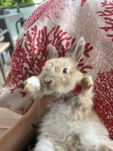 Çox gözəl və nadir rəngə sahib Holland Lop balası satılır. Boynundakı — 1