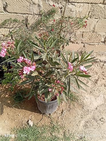 Oleandr (Nerium oleander) – dekorativ çiçəkli kol - Qara plastik