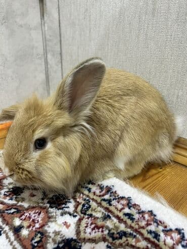 Ev dovşanı – uzun tüklü, şirin görünüşlü - Rəng: açıq qəhvəyi (bej