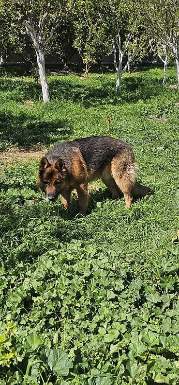 dagistan coban iti: Alman çoban iti — 4