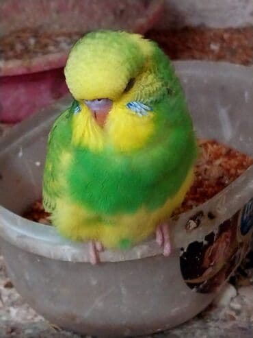 попугай ара цена: Valnisti 10 azn japonic 20 azn sari chex 25 azn shou jumbo 300 azn — 5