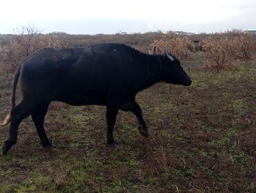 mal satisi: Məhsul: Su camışı sürüsü boğaz çatmışlar. 9 heyvan 6 ana camis . 3 — 8