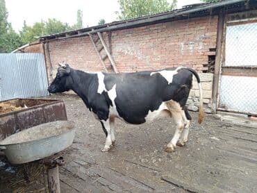 holstein inekleri: Südlük inək - Rəng: qara-ağ, xallı - Cins tipi: Holştin/holştin tipli — 5