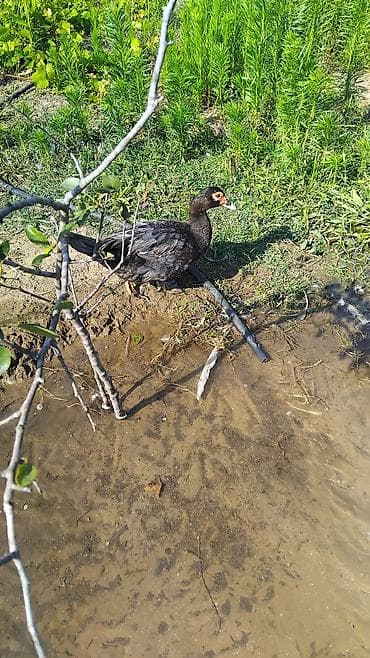 lavanda ördek: Erkek lavanda diwi.macar tek tek satlmir 2si bir yerde 50m unvan — 2