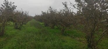 xacmaz torpag: 93 sot, Kənd təsərrüfatı — 3