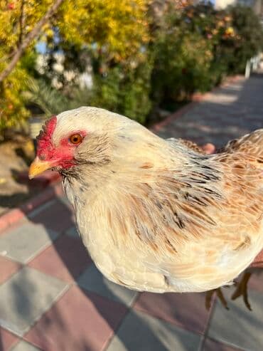 kend teserrufati: Toyuq, Yumurtalıq — 5