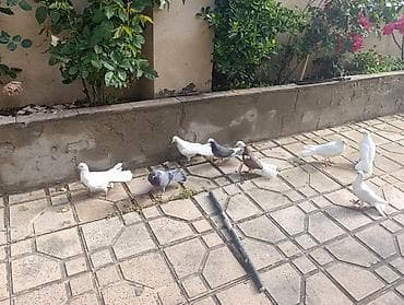 Ev göyərçinləri – müxtəlif rəng və naxışlarda xalça, ağ, qara-ağ