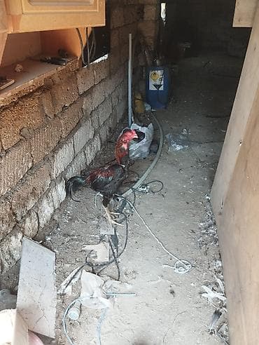 Döyüşkən heyvandır 13 meydanı olub 10 udub 3 ünüdə uduzub lalafo.az -da Döyüşkən heyvandır 13 meydanı olub 10 udub 3 ünüdə uduzub