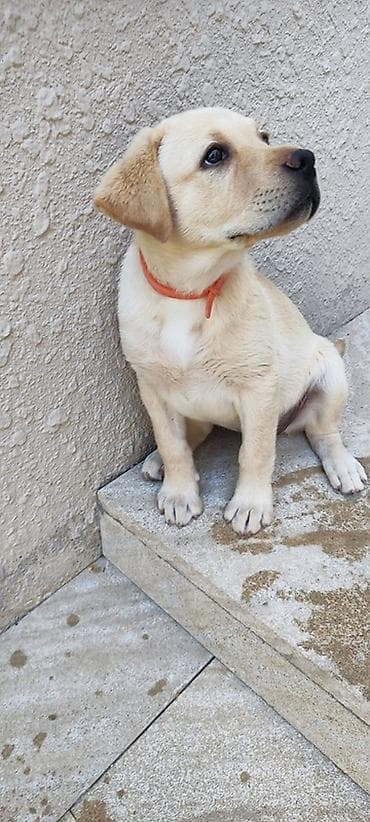 İtlər: Labrador-retriver, 3 ay, Dişi, Ünvandan götürmə — 2