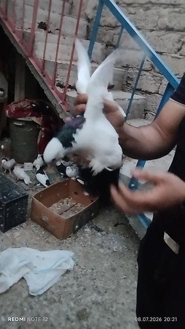 ev qus: Məhsul: Ev göyərçinləri kolleksiyası HƏR NOVDƏ GÖYƏRÇIN VAR — 9